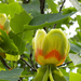 Amerikai tulipánfa