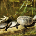 Poroszló,mocsári teknősök