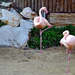 Lábpróbálgatás (avagy a "Flamingók tava")