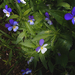 Kék virágocskák - vadárvácska (köszönet bokamarinak)