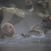 Japán fürdöző majmok