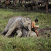 mccurry-thailand