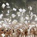 Spencer Tunick