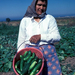 CypriotWomanHarvestingCucumbers