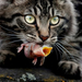 british-wildlife-photography-awards-2011-cat-bird 40950 600x450