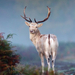 british-wildlife-photography-awards-2011-fallow-deer 40947 600x4