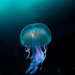 british-wildlife-photography-awards-2011-jellyfish 40948 600x450