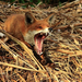 british-wildlife-photography-awards-2011-yawning-fox 40955 600x4