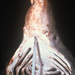 Cetorhinus maximus jaw