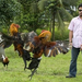 Pacquiao-Cockfighting