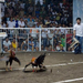 Pacquiao-Cockfighting