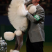 Crufts+2009+poodles-and-pooftas