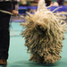 Crufts nemzetközi kutyaverseny