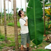 banánfa ültetvény