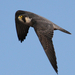 Peregrine Falcon-