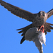 PeregrineFalcon with Ring-billedGull