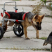 A-Paralyzed-dog-in-Poland-uses-a-wheelchair-to-action-2