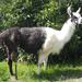 legged-llama