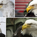 Bald-Eagle-Artificial-Beak