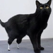 crippled-and-cuddly----the-most-awesome-animal-prosthetics 1