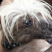 The ugliest dog in the world pixanews com-19