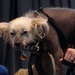 The ugliest dog in the world pixanews com-1-680x452