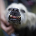 The ugliest dog in the world pixanews com-9