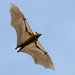 bat-fly