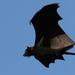 flight-of-the-fruit-bat-