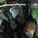 H orig straw colored fruit bat