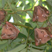 wahlbergs epauletted fruit bat