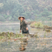 vietnam rizsföld woman in field