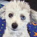 Poodle with sectoral heterochromia