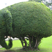 topiary large