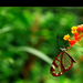 Butterfly with a glass wing Figyelmeztetés ikon
