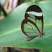 Butterfly with a glass wing Figyelmeztetés ikon