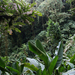 Costa Rica Monte Verde őserdő