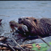 hódvár (beaver dam)