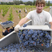 frey-blog-091027-organic-grape-harvest-2009