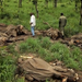 Cruel! Poacher kill hundreds of elephants in Cameroon-