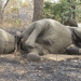 Elephants slaughtered for their ivory tusks in Bouba Ndjida Nati