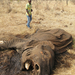 tanzania_elephants2