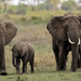 tanzania_elephants3