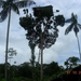papua , Regenwald Baumhaus der Korowai 3
