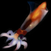 firefly squid