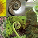 aranymetszés natural spiral termeszetes