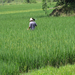 Chinese-farmer-rice-field