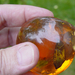 Dominican-Amber