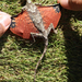 Draco-Lizard-
