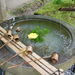 Japán tisztitó forrás szentély